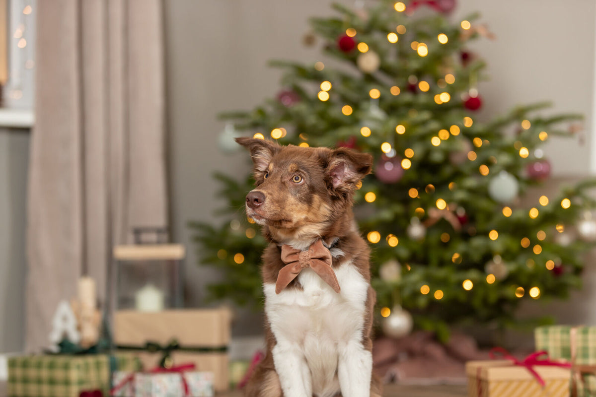 Hund mit brauner Schleife vor geschmücktem Weihnachtsbaum und Geschenken im Hintergrund.