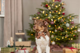 Hund mit brauner Schleife vor geschmücktem Weihnachtsbaum und Geschenken im Hintergrund.