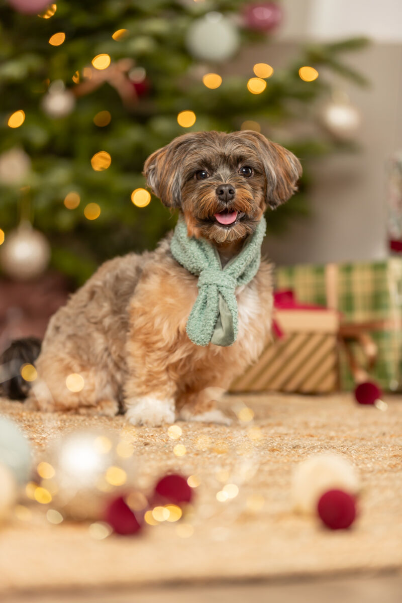 Ein kleiner Hund mit grünem Schal sitzt vor einem Weihnachtsbaum mit Lichtern.