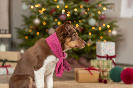 Ein Hund mit braunem Fell und rosa Schal sitzt vor einem geschmückten Weihnachtsbaum.