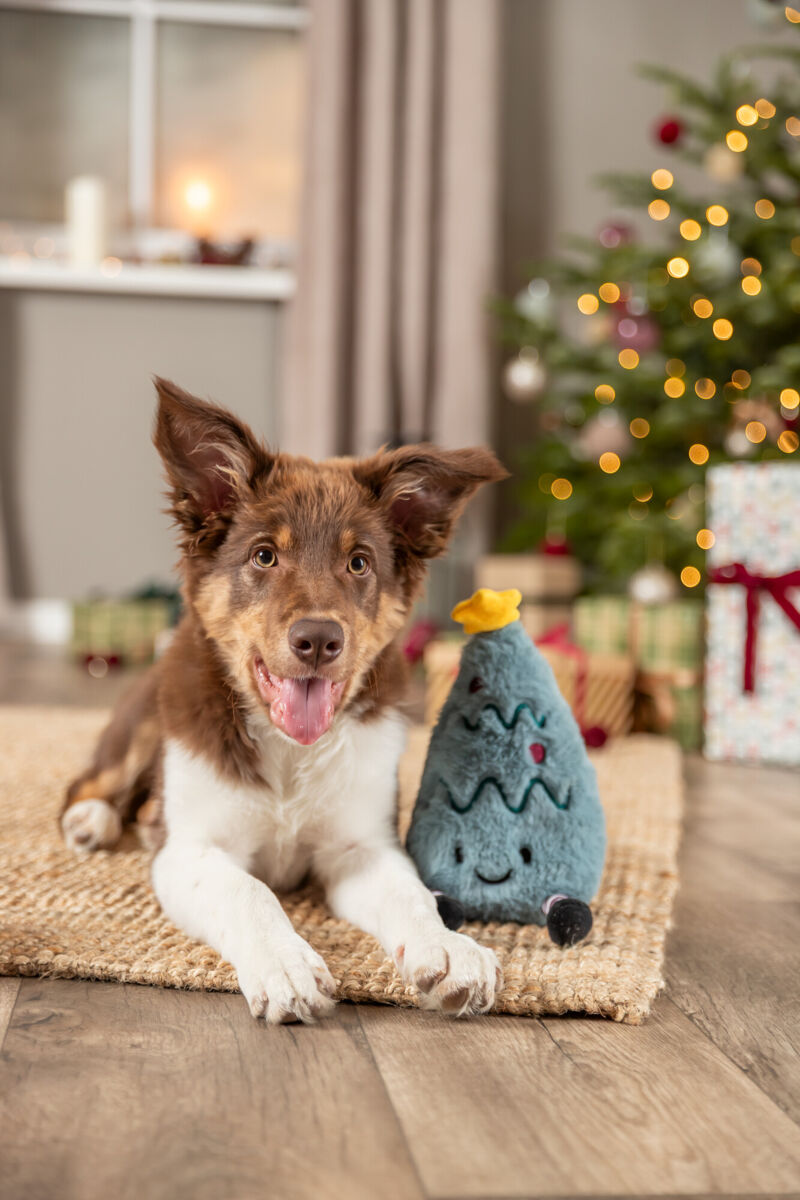 Ein brauner Hund liegt neben einem Spielzeugbaum vor einem geschmückten Weihnachtsbaum.
