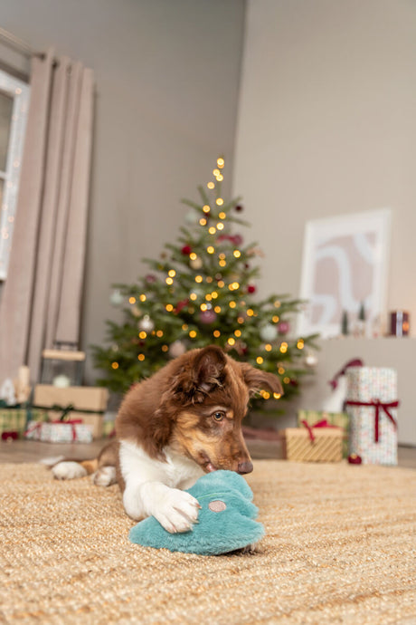 Hund mit weißem und braunem Fell spielt mit blauem Spielzeug vor geschmücktem Weihnachtsbaum.