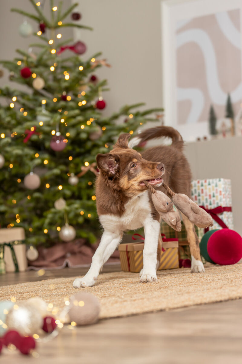 Hund spielt vor geschmücktem Weihnachtsbaum mit Spielzeug im Maul auf Teppich.