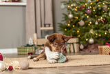 Ein kleiner braun-weißer Hund spielt mit einem Spielzeug vor einem dekorierten Weihnachtsbaum.