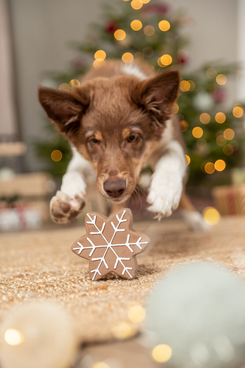 Hund springt über einen braunen Keks in Sternform mit weißen Linien vor einem Weihnachtsbaum.