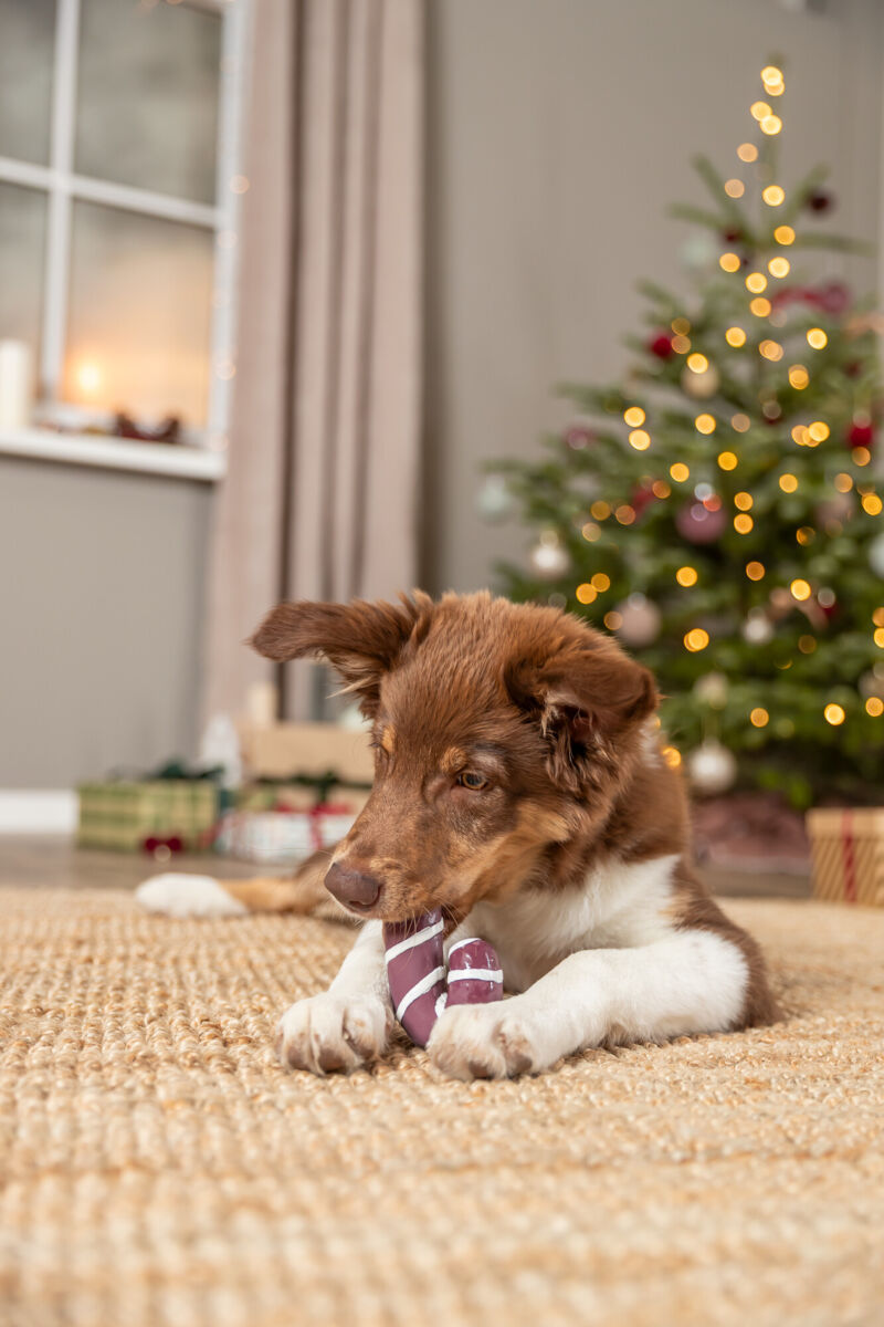 Ein brauner Hund liegt auf einem Teppich und spielt mit einem Spielzeug vor einem Weihnachtsbaum.