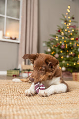 Ein brauner Hund liegt auf einem Teppich und spielt mit einem Spielzeug vor einem Weihnachtsbaum.