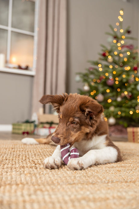Ein brauner Hund liegt auf einem Teppich und spielt mit einem Spielzeug vor einem Weihnachtsbaum.