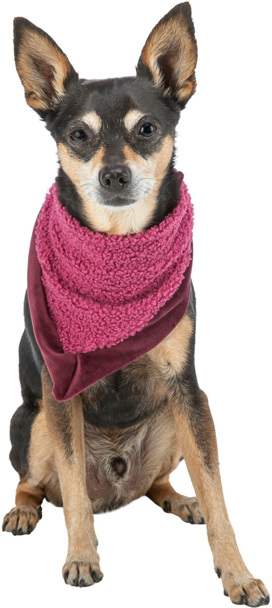 Kleiner Hund mit aufrechten Ohren trägt ein rosa Halstuch mit flauschiger Struktur, frontal fotografiert.