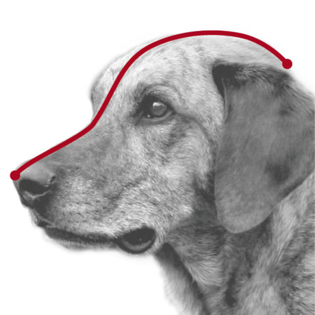 Schwarz-weißes Bild eines Hundes im Profil mit einer roten Linie, die von der Nasenspitze über den Kopf bis zum Nacken verläuft.