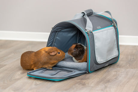 Zwei Meerschweinchen stehen vor einer offenen, grauen Tragetasche auf einem Holzfußboden.