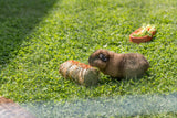 Ein Meerschweinchen sitzt auf einer Wiese und knabbert an einem Bündel mit Heu.