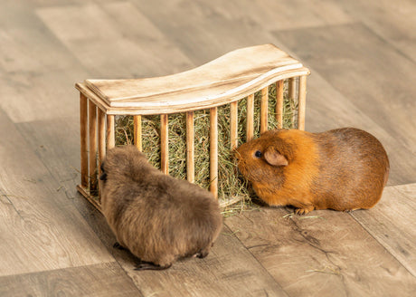 Zwei Meerschweinchen fressen aus einem Holzgitter, das mit Heu gefüllt ist, auf einem Holzboden.