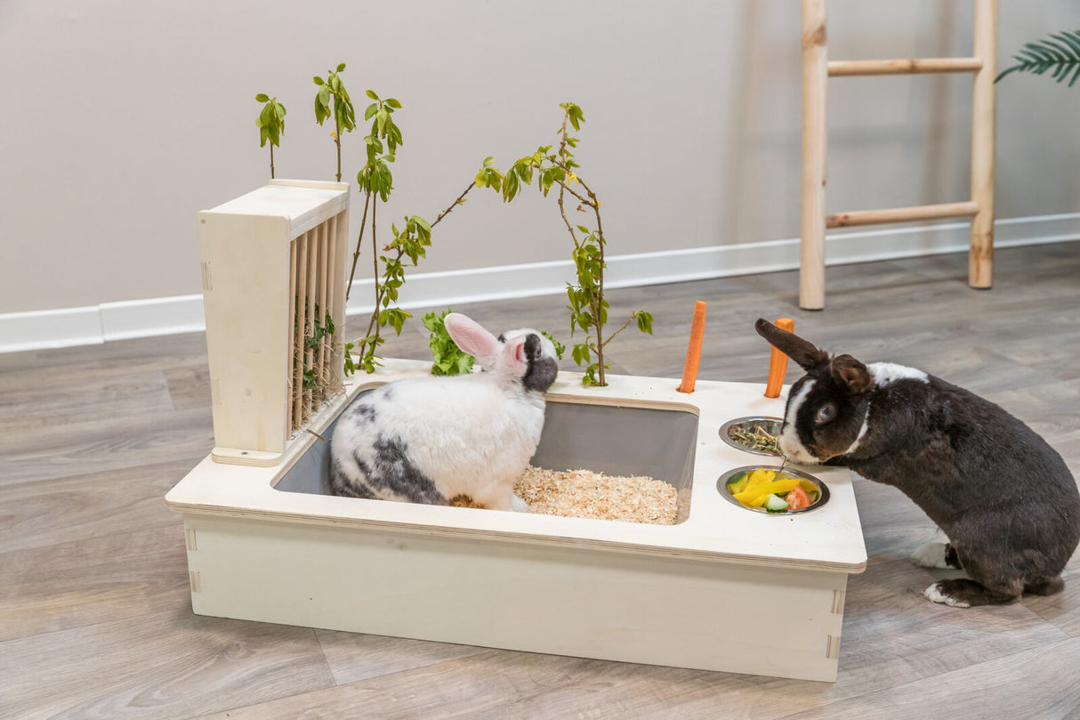 Zwei Kaninchen sind bei einem Holzgehege, eines sitzt im Gehege, das andere frisst aus einem Napf.