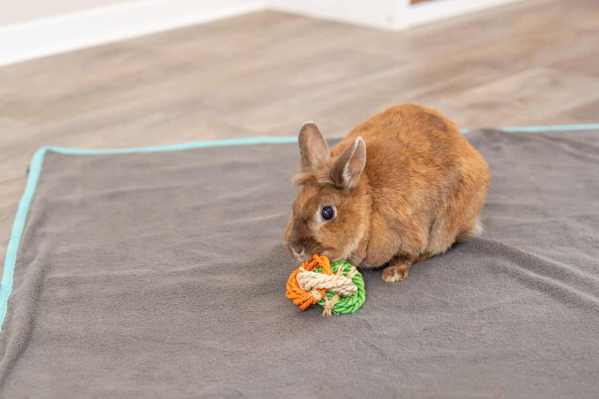 Braunes Kaninchen sitzt auf grauer Decke mit blauem Rand und spielt mit buntem Seilspielzeug.