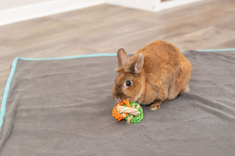 Braunes Kaninchen sitzt auf grauer Decke mit blauem Rand und spielt mit buntem Seilspielzeug.