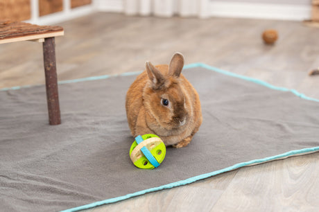 Braunes Kaninchen auf grauer Decke, spielt mit grünem und blauem Spielzeug auf Holzfußboden.
