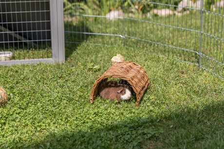 Ein Meerschweinchen sitzt in einem geflochtenen Tunnel auf einer grünen Wiese im Freiluftgehege.