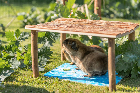 Ein Meerschweinchen sitzt auf einer blauen Unterlage im Grünen, geschützt von einem Holzunterstand.