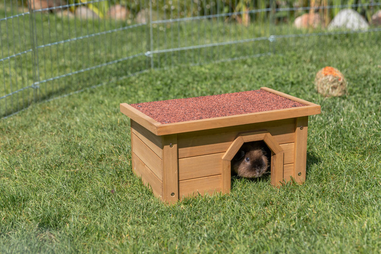 Ein Meerschweinchen schaut aus einem kleinen hölzernen Tierhaus auf einer Wiese.