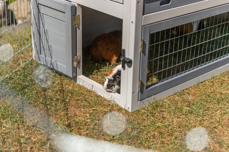 Meerschweinchen sitzt im offenen, weißen Kleintierhaus auf Grasfläche.