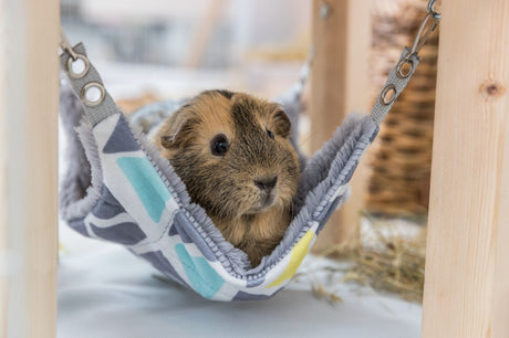 Ein braunes Meerschweinchen sitzt in einer gemusterten Hängematte, die an einem Holzgestell befestigt ist.