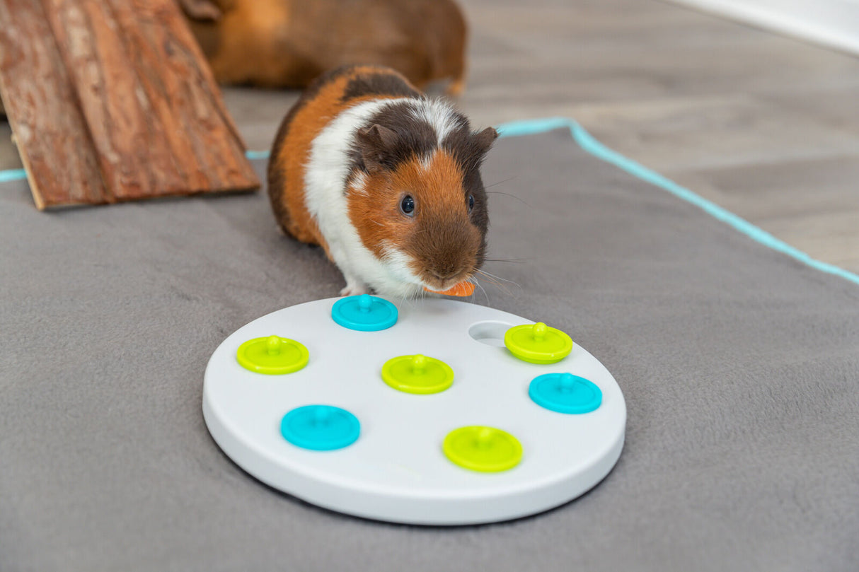 Mehrfarbiges Meerschweinchen auf grauem Teppich mit rundem, weißem Spielzeug mit bunten Abdeckungen.