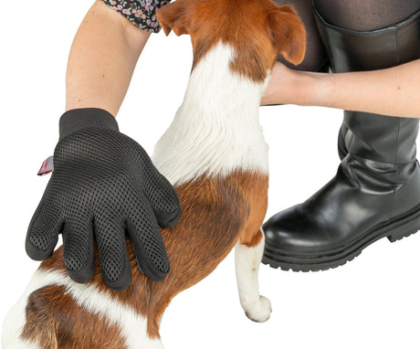Eine Person trägt einen schwarzen Handschuh und streichelt einen Hund mit braun-weißem Fell.