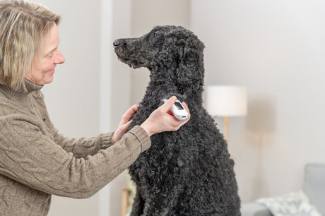 Eine Person in einem braunen Pullover hält ein Gerät an den Hals eines großen, lockigen schwarzen Hundes in einem Wohnzimmer.