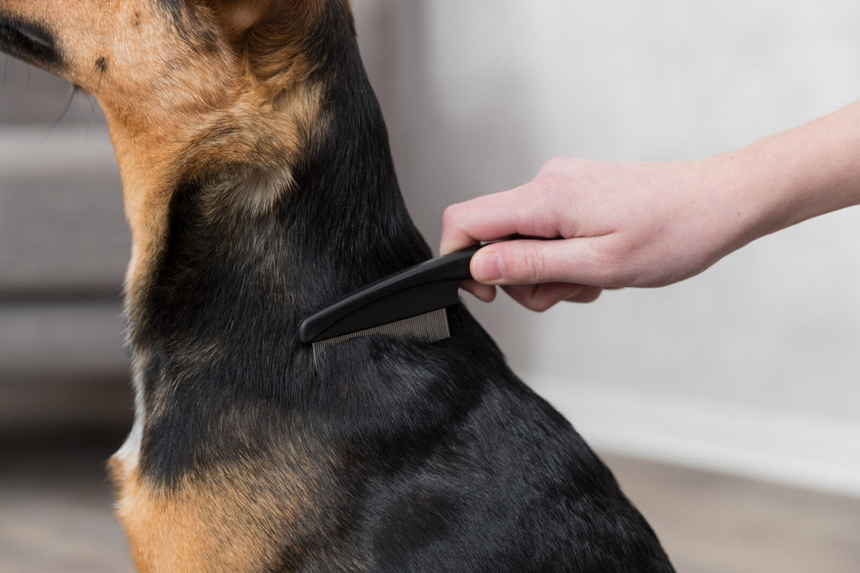 Eine Hand kämmt das schwarze und braune Fell eines Hundes mit einem feinen Kamm in einem Innenraum.