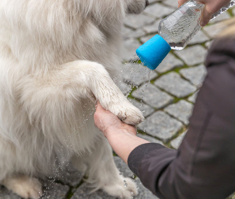 Eine Person reinigt das Bein eines weißen Hundes mit Wasser aus einer Flasche mit einem blauen Aufsatz.
