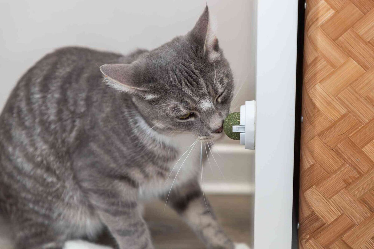 Eine getigerte Katze schnuppert an einem runden, grünen Objekt, das an einer weißen Wand angebracht ist.