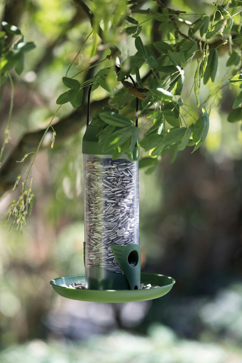 Grüner Vogelhäher mit Sonnenblumenkernen hängt an einem Ast, umgeben von grünen Blättern.