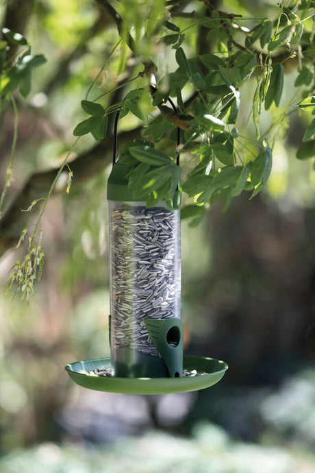 Grüner Vogelhäher mit Sonnenblumenkernen hängt an einem Ast, umgeben von grünen Blättern.